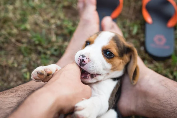 Close up de bonito jovem Beagle jogando no jardim — Fotografia de Stock