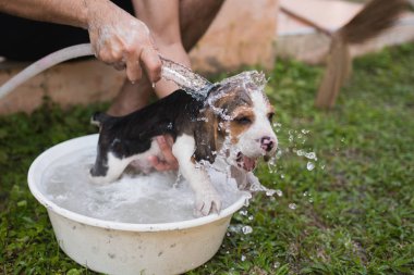 Şirin köpek yavrusu beagle duş alıyor