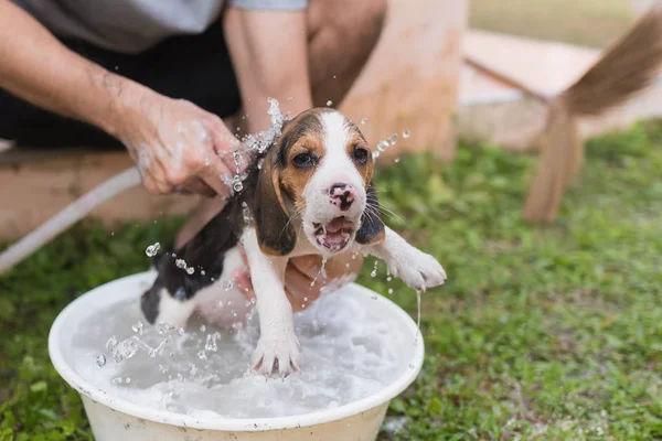 Lindo perrito beagle tomando una ducha — Foto de Stock