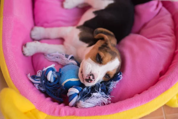 Cachorro beagle dormir en la cama — Foto de Stock