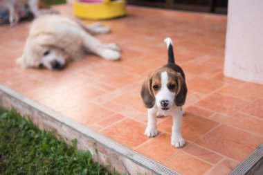 Yerde oynarken beagle köpek yavrusu