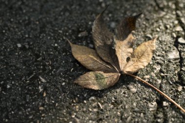 Yerde kuru Yaprak