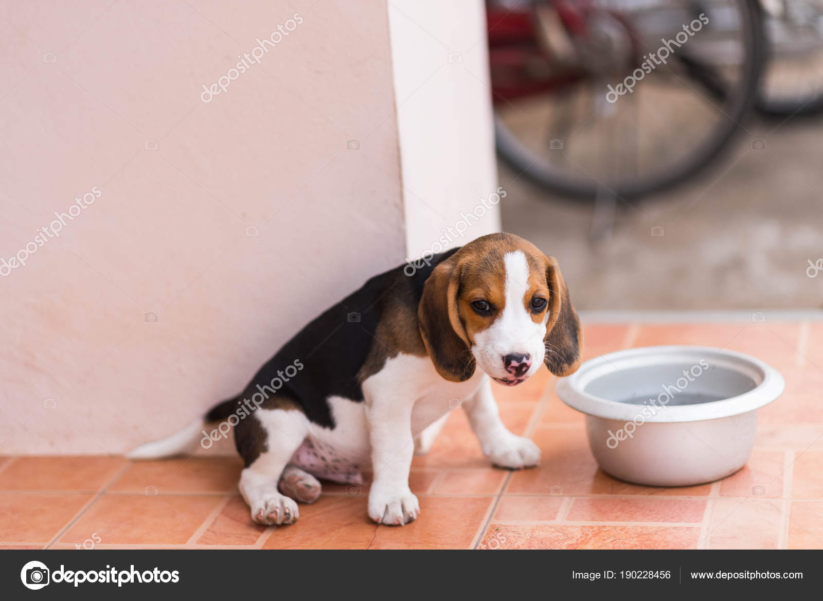 かわいい若いビーグル子犬のクローズ アップ ストック写真 C Woraphon N Gmail Com かわいい若いビーグル子犬のクローズ アップ ストック写真 C Woraphon N Gmail Com