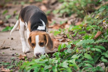 Bahçede oynayan sevimli genç Beagle yakın çekim