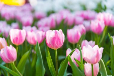 Lale bahçesinde bahar güneşte