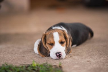 Sevimli genç beagle yavru yakın çekim