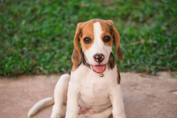 Primo piano di carino giovane Beagle che gioca in giardino — Foto Stock