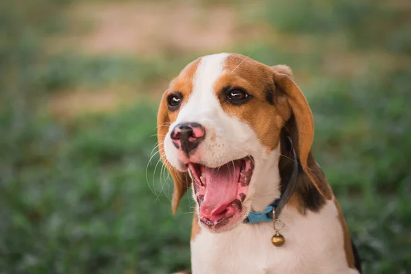 Primo piano di carino giovane Beagle che gioca in giardino — Foto Stock