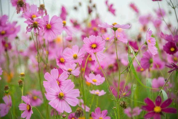 Flores del cosmos en el jardín por la mañana — Foto de Stock