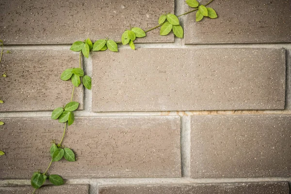 Wall brick pattern background — Stock Photo, Image