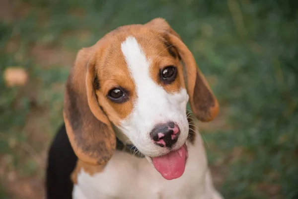 Zbliżenie ładny młody Beagle, grając w ogrodzie — Zdjęcie stockowe