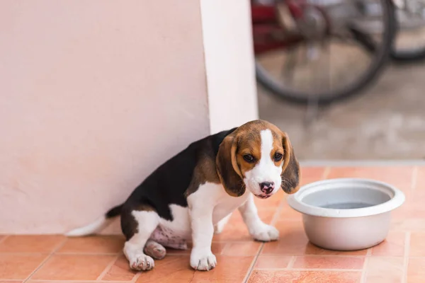 Primer Plano Lindo Cachorro Beagle Joven — Foto de Stock