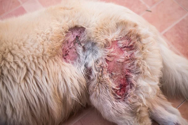 Köpek kalça doğrudan oluşan deri lezyonları.