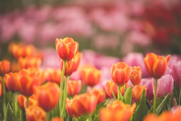 tulip flowers vintage color