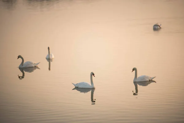 Cisne no lago pela manhã — Fotografia de Stock