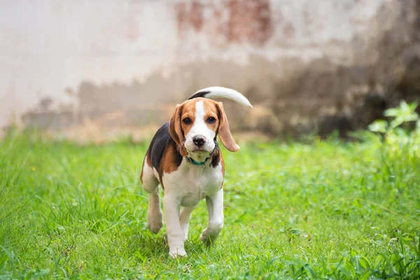 Ładny pies gończy pies uruchomiona na trawie — Zdjęcie stockowe