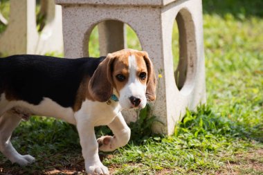 evde köpek yavrusu beagle portresi