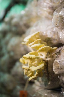 Mantar evinde mantar yetiştiriciliği