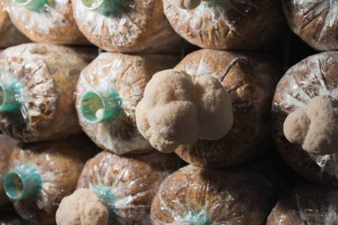 Mantar evinde mantar yetiştiriciliği