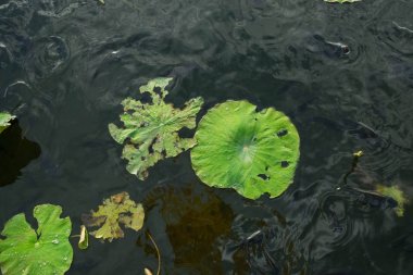 Lotus yaprak Nehri üzerinde