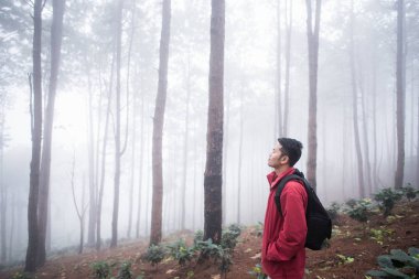 çam ağacı, seyahat kavramı adam seyahat