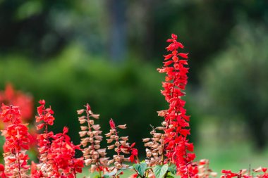 yeşil arka plan, doğa kavramı üzerinde kırmızı çiçekler
