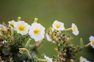 Yeşil arkaplanda beyaz çiçekleri kapat