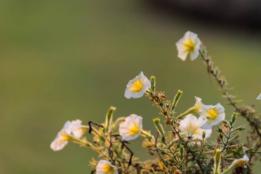 Yeşil arkaplanda beyaz çiçekleri kapat