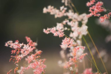 Çim günbatımı akşam yakın çekim