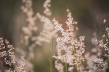 Çim günbatımı akşam yakın çekim