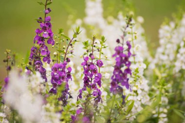 Lavanta çiçekleri mor rengi yeşil zemin üzerine kapatın