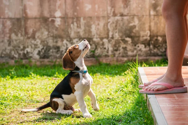 Retrato de perrito beagle decir hola — Foto de Stock