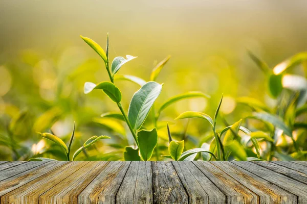Té verde y hojas frescas, concepto de té verde natural —  Fotos de Stock