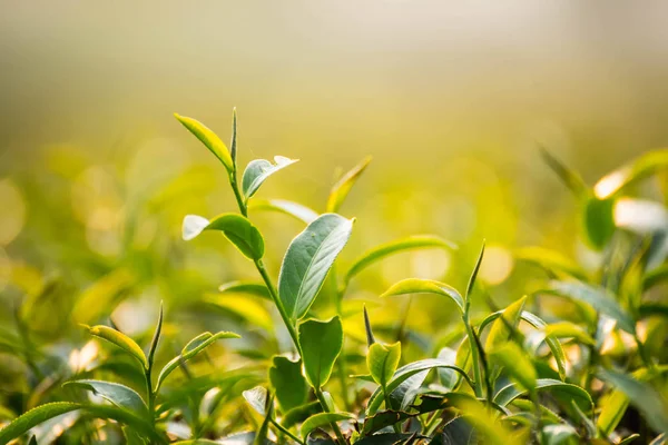 Ceai verde și frunze proaspete, concept de ceai verde natural — Fotografie, imagine de stoc