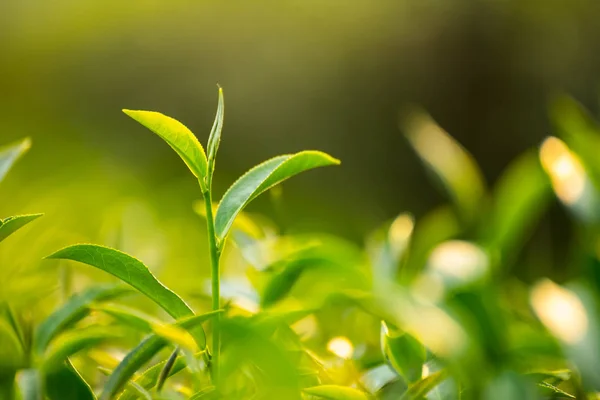 Groene thee en verse bladeren, natuur groene thee concept — Stockfoto