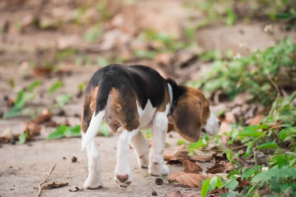 Close up de bonito jovem Beagle jogando no jardim — Fotografia de Stock