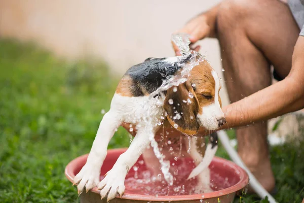 Lindo perrito beagle tomando una ducha — Foto de Stock