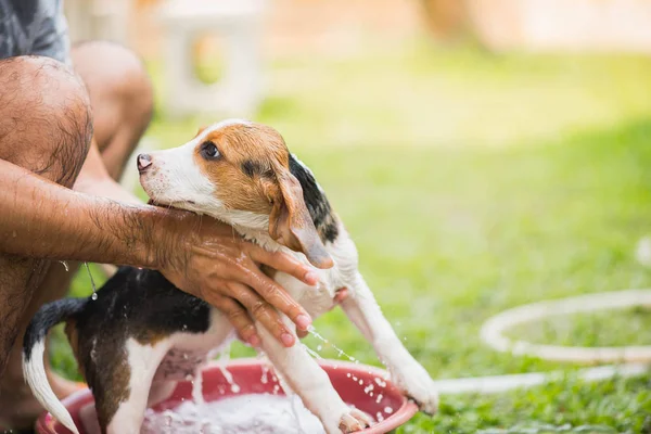 Lindo perrito beagle tomando una ducha — Foto de Stock