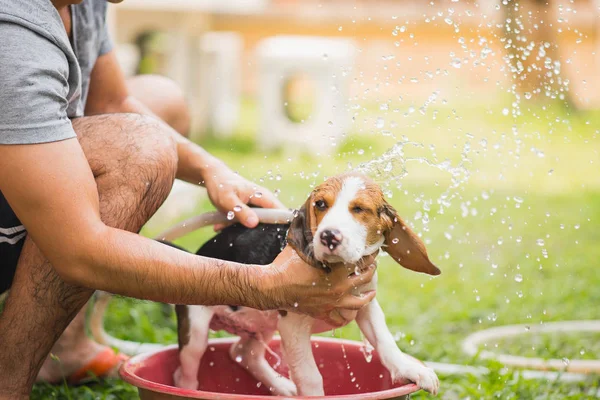 Lindo perrito beagle tomando una ducha — Foto de Stock