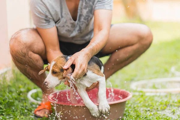 Lindo perrito beagle tomando una ducha — Foto de Stock
