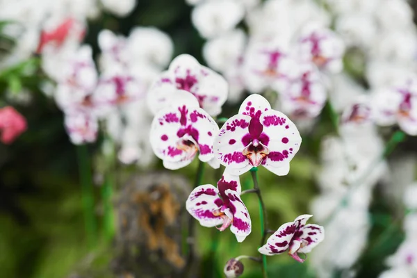 Bahçede mor orkide — Stok fotoğraf
