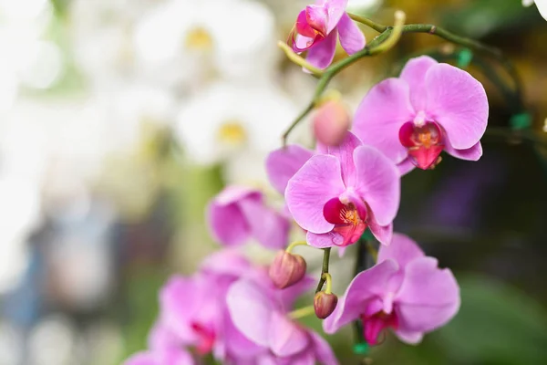 Bahçede mor orkide — Stok fotoğraf