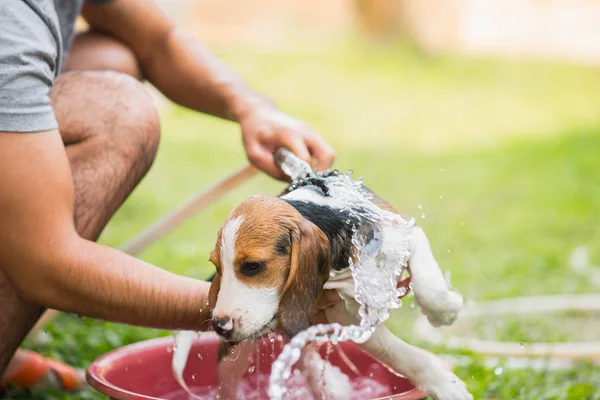 Lindo perrito beagle tomando una ducha — Foto de Stock