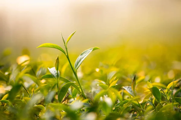 Té verde y hojas frescas, concepto de té verde natural — Foto de Stock