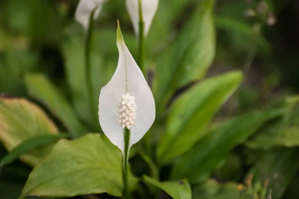 Yeşil zemin üzerine beyaz Anthurium çiçekleri — Stok fotoğraf