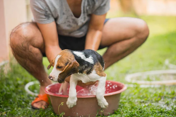 Lindo perrito beagle tomando una ducha — Foto de Stock