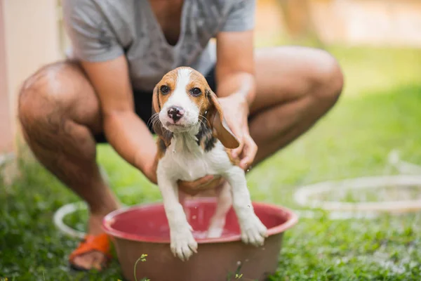 Lindo perrito beagle tomando una ducha — Foto de Stock