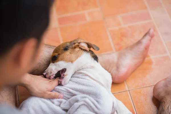 Lindo perrito beagle tomando una ducha — Foto de Stock