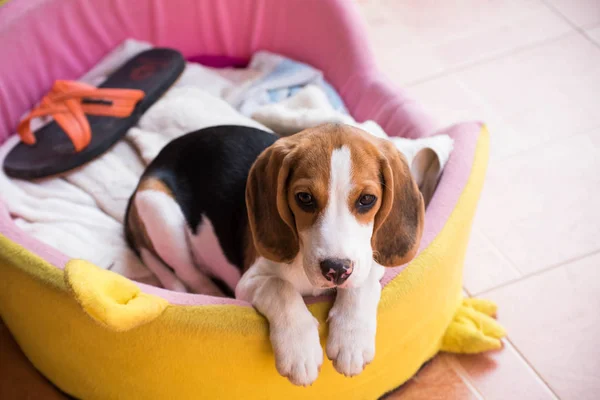 Primer plano de Beagle joven lindo jugando en el jardín — Foto de Stock