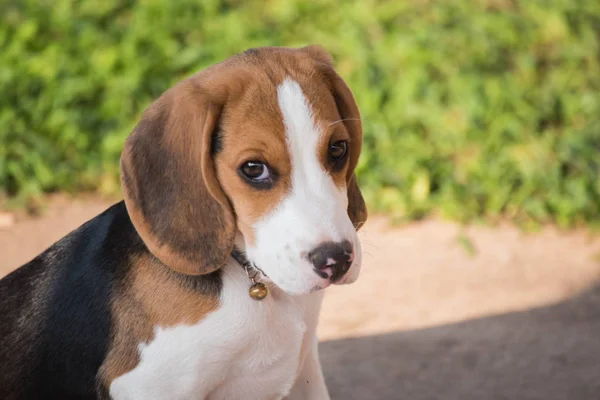 Primo piano di carino giovane Beagle che gioca in giardino — Foto Stock